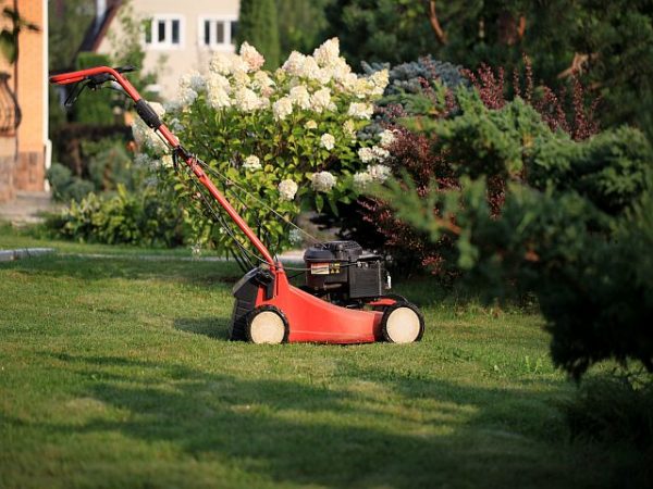 domasa cesped1 600x450 2