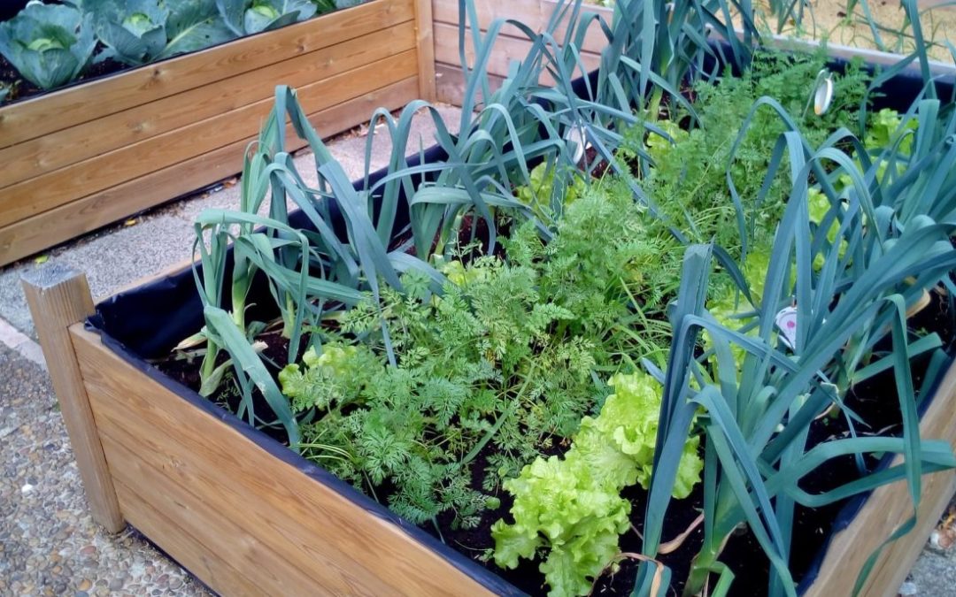 ¿Qué es un huerto urbano?