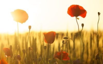 5 plantas para sembrar en primavera