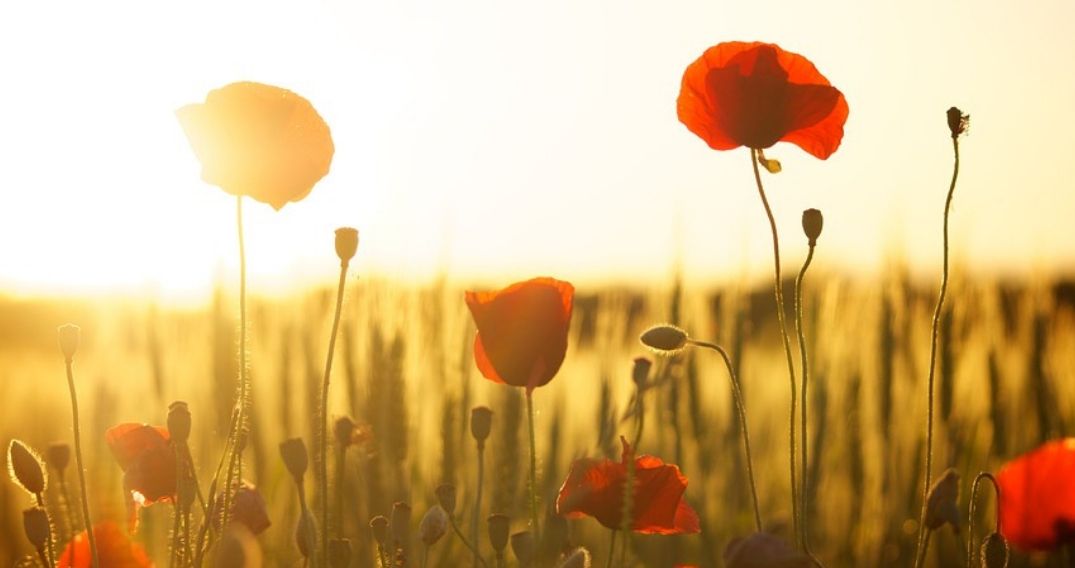 5 plantas para sembrar en primavera