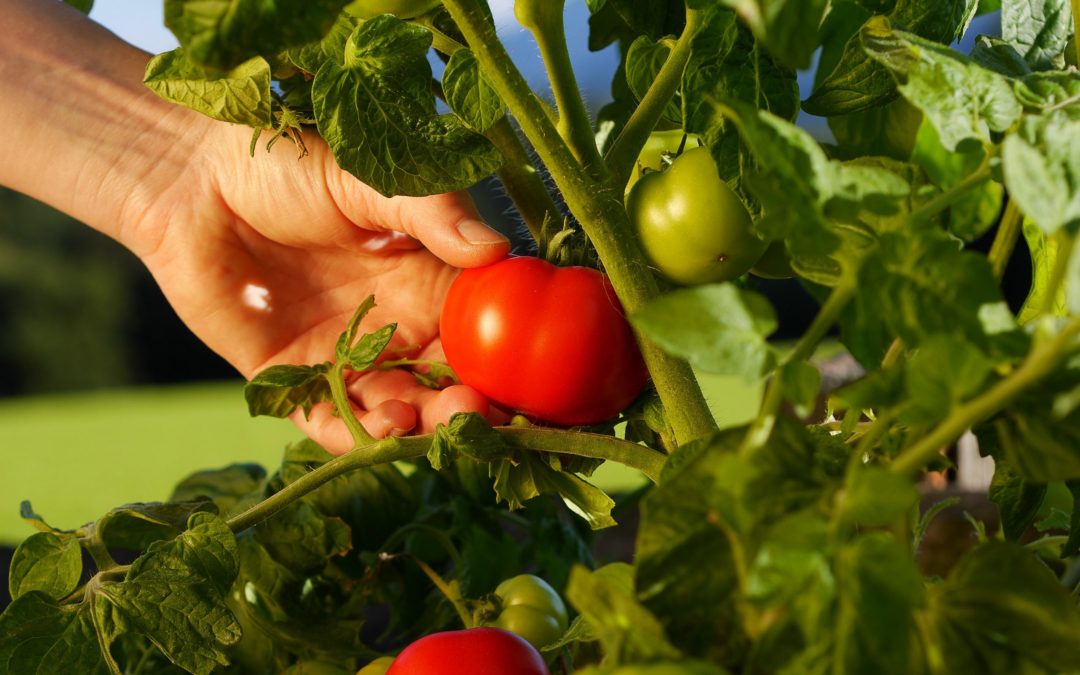 CONSEJOS PARA CULTIVAR EN PRIMAVERA