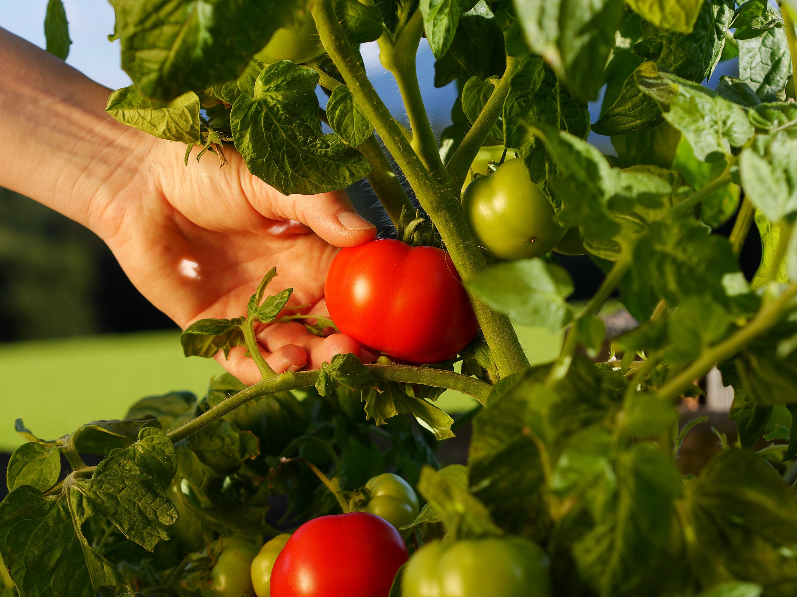 Close,Up,Of,Hand,Picking,A,Tomato,From,The,Garden que plantar en un huerto en primavera