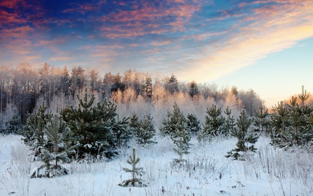 CONSEJOS PARA CUIDAR TU JARDÍN DURANTE EL INVIERNO