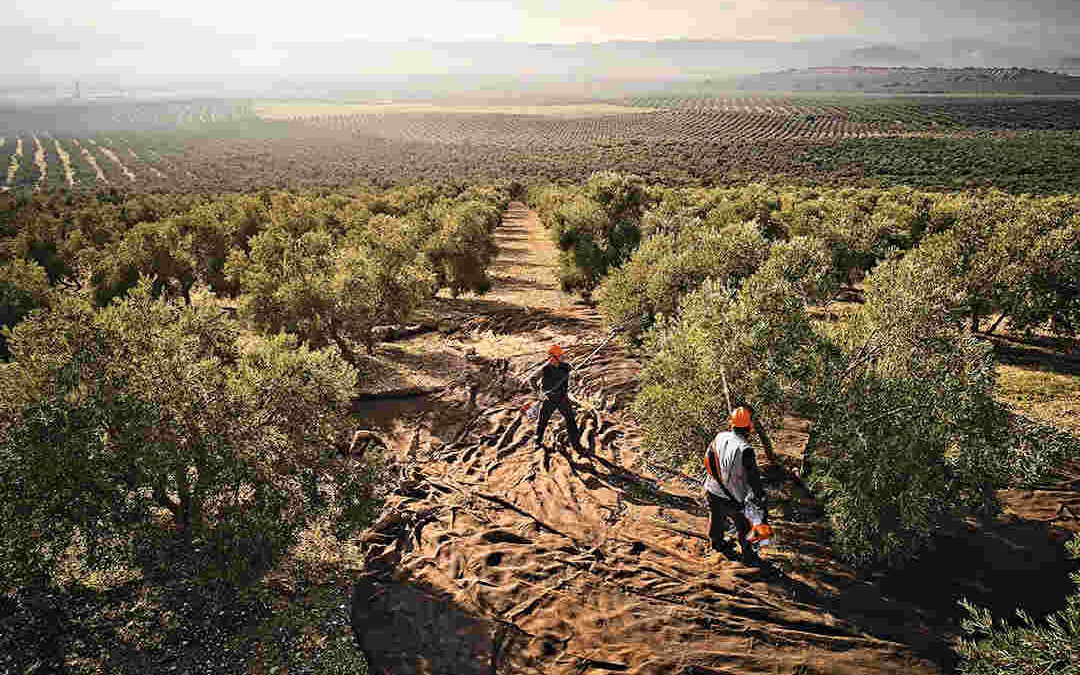 Vareadores de olivos: tipos y ventajas